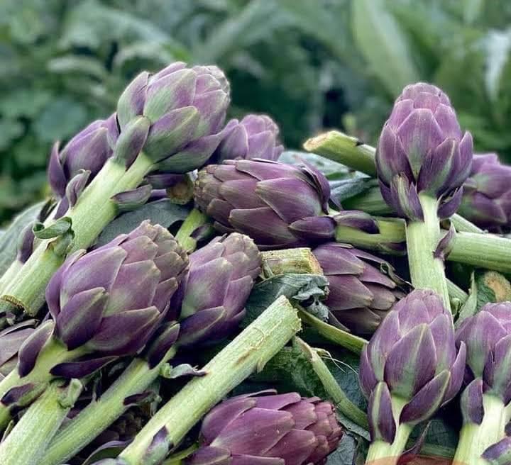Sm Science For Agricultural Development